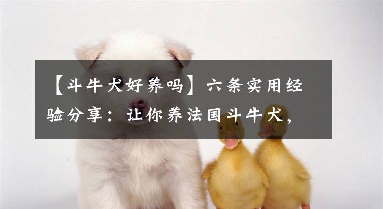 【斗牛犬好養(yǎng)嗎】六條實(shí)用經(jīng)驗(yàn)分享：讓你養(yǎng)法國(guó)斗牛犬，更加輕松