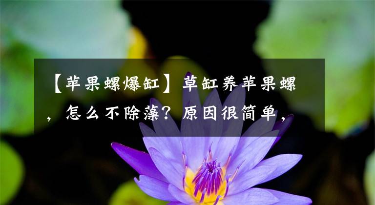 【蘋果螺爆缸】草缸養(yǎng)蘋果螺，怎么不除藻？原因很簡單，只是沒想到而已