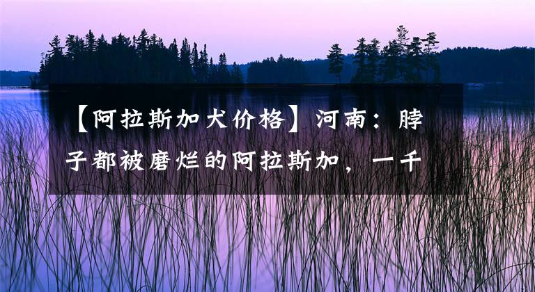 【阿拉斯加犬價格】河南：脖子都被磨爛的阿拉斯加，一千六不賣？大哥：買的時候稀罕