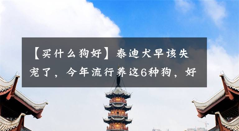 【買什么狗好】泰迪犬早該失寵了，今年流行養(yǎng)這6種狗，好養(yǎng)又不貴