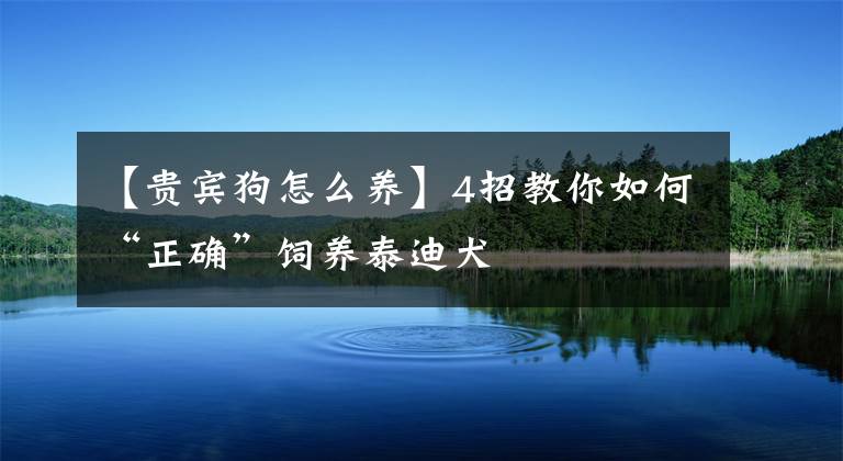 【貴賓狗怎么養(yǎng)】4招教你如何“正確”飼養(yǎng)泰迪犬