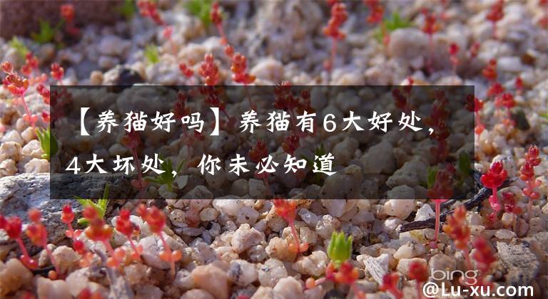 【養(yǎng)貓好嗎】養(yǎng)貓有6大好處，4大壞處，你未必知道