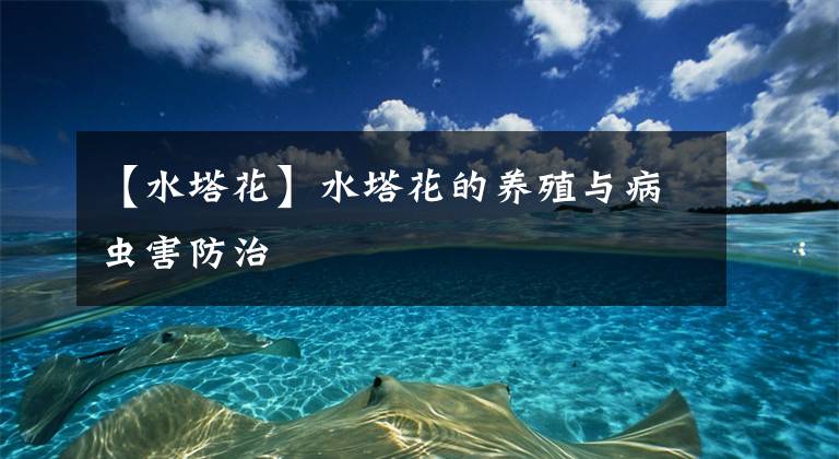 【水塔花】水塔花的養(yǎng)殖與病蟲害防治