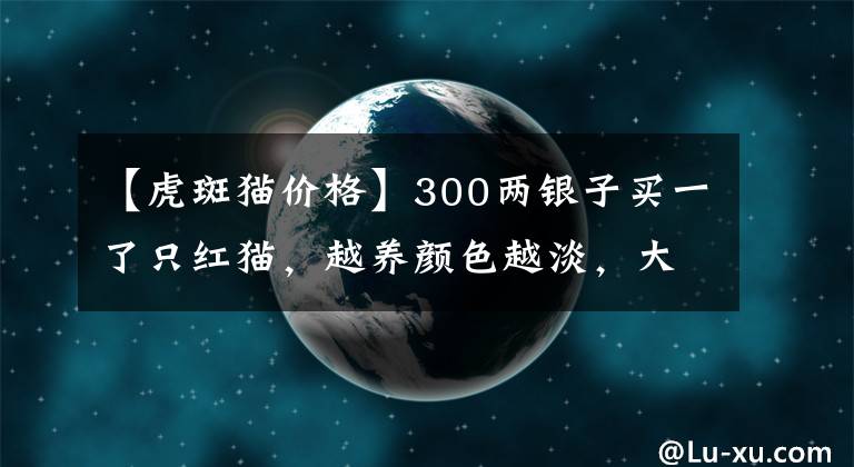 【虎斑貓價(jià)格】300兩銀子買一了只紅貓，越養(yǎng)顏色越淡，大太監(jiān)：我上了孫三的當(dāng)