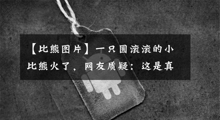 【比熊圖片】一只圓滾滾的小比熊火了，網(wǎng)友質(zhì)疑：這是真狗？