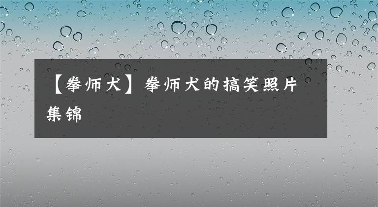 【拳師犬】拳師犬的搞笑照片集錦