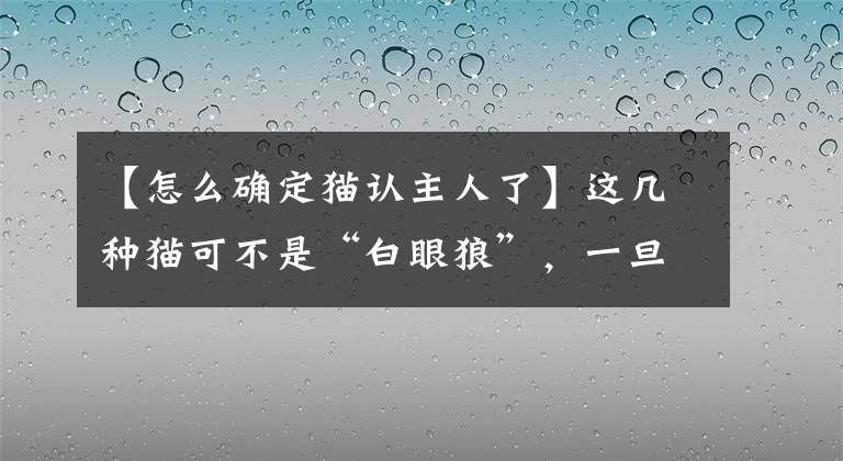 【怎么確定貓認主人了】這幾種貓可不是“白眼狼”，一旦養(yǎng)了，只認一個主人