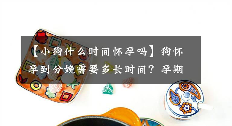 【小狗什么時間懷孕嗎】狗懷孕到分娩需要多長時間？孕期要注意什么？