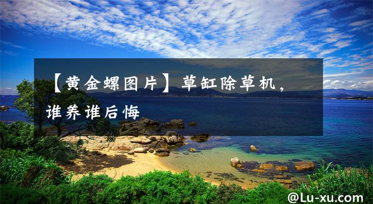 【黃金螺圖片】草缸除草機(jī)，誰養(yǎng)誰后悔