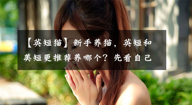 【英短貓】新手養(yǎng)貓，英短和美短更推薦養(yǎng)哪個？先看自己的性格再看貓咪