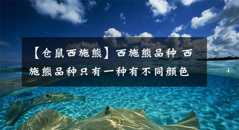 【倉(cāng)鼠西施熊】西施熊品種 西施熊品種只有一種有不同顏色