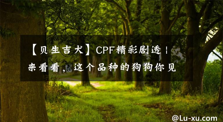 【貝生吉犬】CPF精彩劇透 | 來看看，這個品種的狗狗你見過嗎？