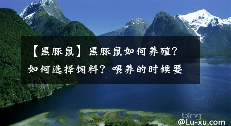 【黑豚鼠】黑豚鼠如何養(yǎng)殖？如何選擇飼料？喂養(yǎng)的時候要注意什么？