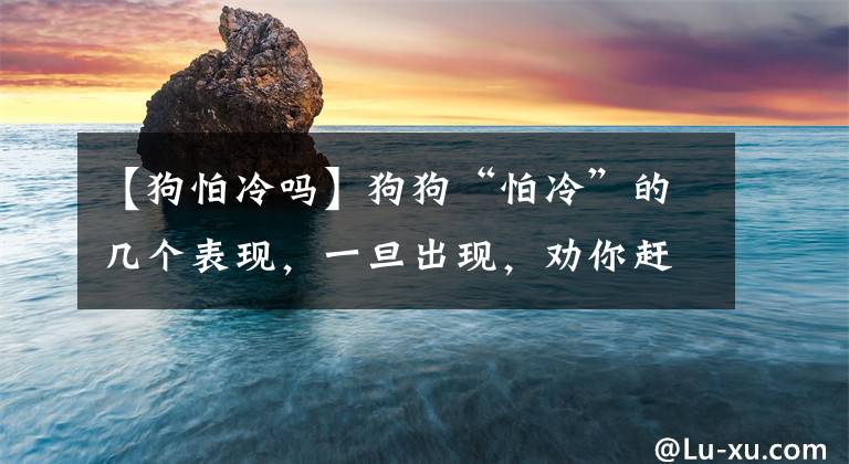 【狗怕冷嗎】狗狗“怕冷”的幾個表現(xiàn)，一旦出現(xiàn)，勸你趕緊做好保暖工作