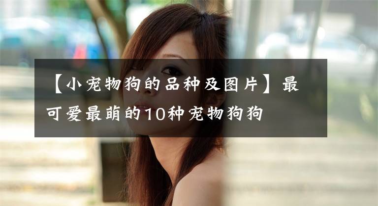 【小寵物狗的品種及圖片】最可愛最萌的10種寵物狗狗