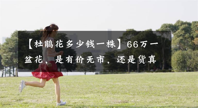 【杜鵑花多少錢一株】66萬(wàn)一盆花，是有價(jià)無(wú)市，還是貨真價(jià)實(shí)？