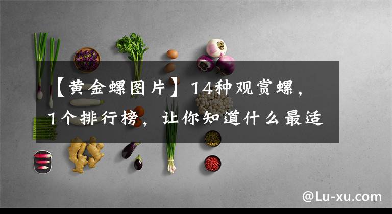 【黃金螺圖片】14種觀賞螺，1個(gè)排行榜，讓你知道什么最適合給魚缸除藻的工具螺