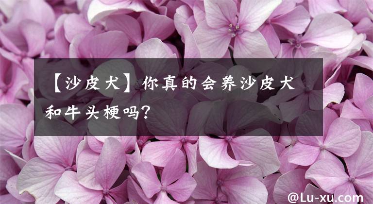 【沙皮犬】你真的會(huì)養(yǎng)沙皮犬和牛頭梗嗎？