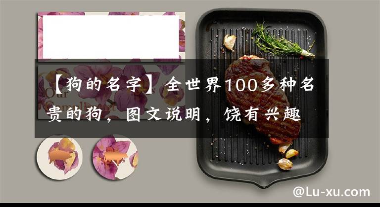 【狗的名字】全世界100多種名貴的狗，圖文說明，饒有興趣