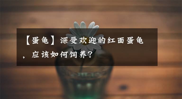 【蛋龜】深受歡迎的紅面蛋龜，應(yīng)該如何飼養(yǎng)？