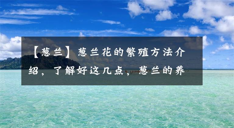 【蔥蘭】蔥蘭花的繁殖方法介紹，了解好這幾點，蔥蘭的養(yǎng)殖不再困難！