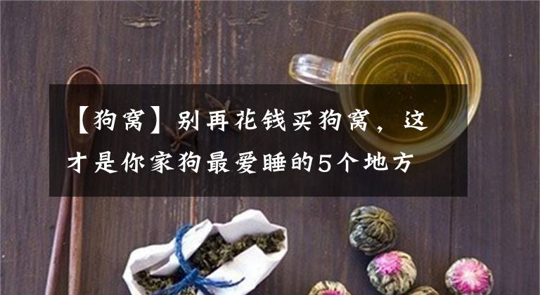 【狗窩】別再花錢買狗窩，這才是你家狗最愛(ài)睡的5個(gè)地方