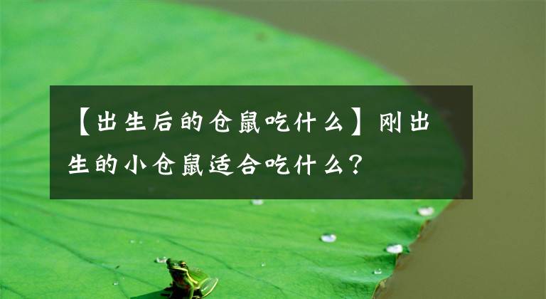 【出生后的倉鼠吃什么】剛出生的小倉鼠適合吃什么？