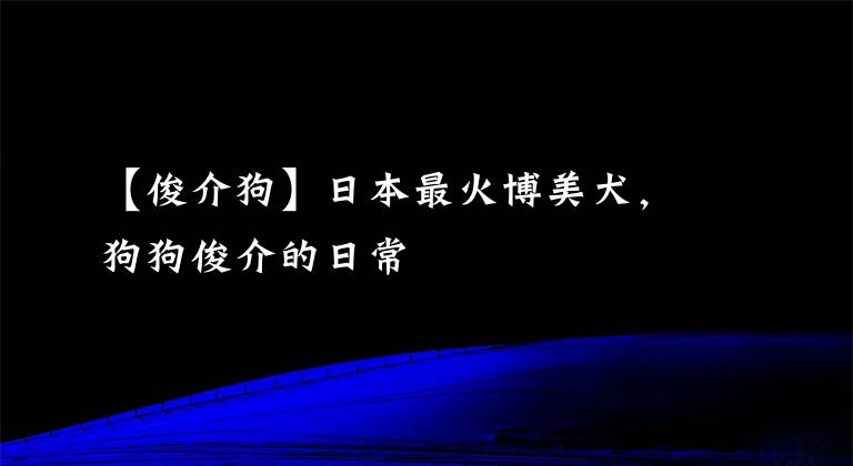 【俊介狗】日本最火博美犬，狗狗俊介的日常