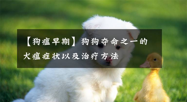 【狗瘟早期】狗狗奪命之一的犬瘟癥狀以及治療方法