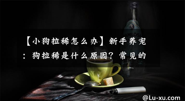 【小狗拉稀怎么辦】新手養(yǎng)寵：狗拉稀是什么原因？常見的原因及處理拉稀的方法