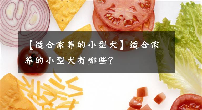 【適合家養(yǎng)的小型犬】適合家養(yǎng)的小型犬有哪些？