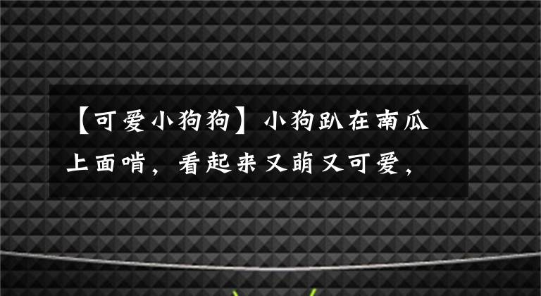 【可愛小狗狗】小狗趴在南瓜上面啃，看起來又萌又可愛，我可以看上一天