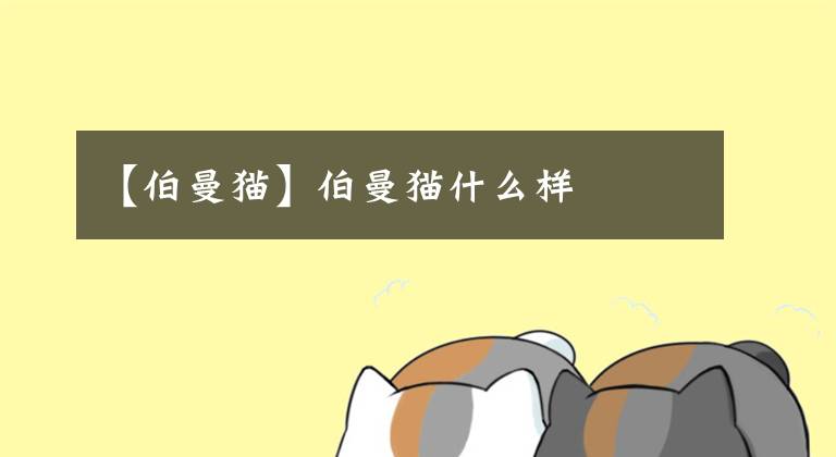 【伯曼貓】伯曼貓什么樣