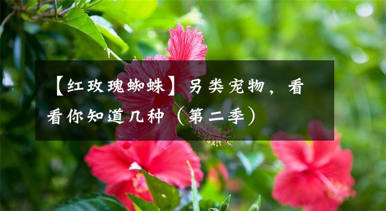 【紅玫瑰蜘蛛】另類寵物，看看你知道幾種（第二季）