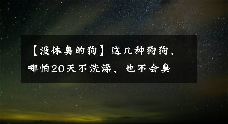 【沒體臭的狗】這幾種狗狗，哪怕20天不洗澡，也不會臭