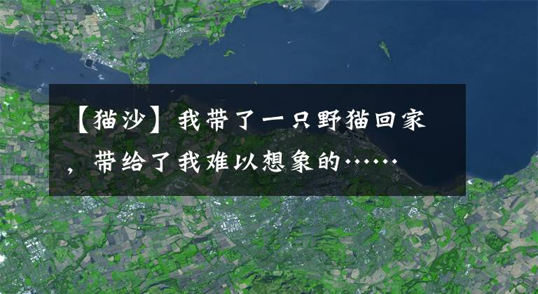 【貓沙】我?guī)Я艘恢灰柏埢丶?，帶給了我難以想象的……