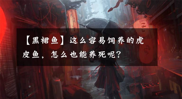 【黑裙魚】這么容易飼養(yǎng)的虎皮魚，怎么也能養(yǎng)死呢？