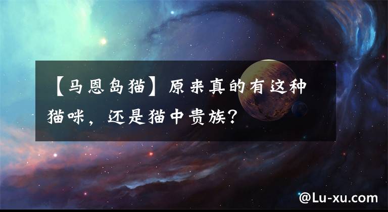 【馬恩島貓】原來真的有這種貓咪，還是貓中貴族？