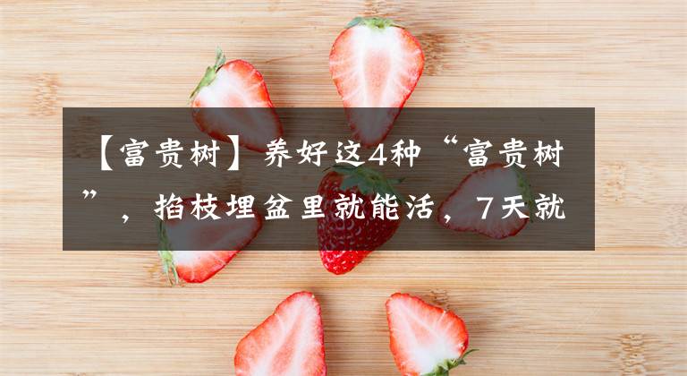 【富貴樹】養(yǎng)好這4種“富貴樹”，掐枝埋盆里就能活，7天就生出白根！