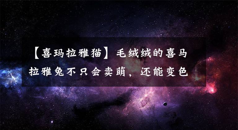 【喜瑪拉雅貓】毛絨絨的喜馬拉雅兔不只會賣萌，還能變色，這個技能太方便了