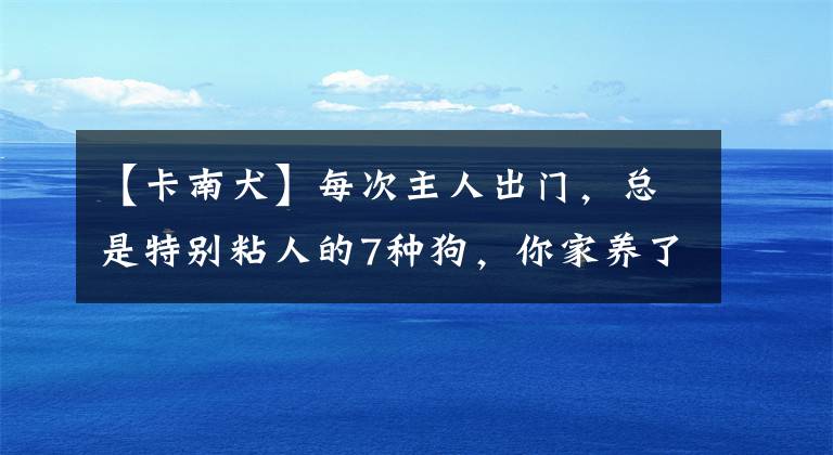 【卡南犬】每次主人出門(mén)，總是特別粘人的7種狗，你家養(yǎng)了嗎？