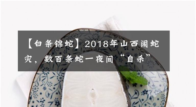 【白條錦蛇】2018年山西鬧蛇災(zāi)，數(shù)百條蛇一夜間“自殺”，政府派兩位博士調(diào)查