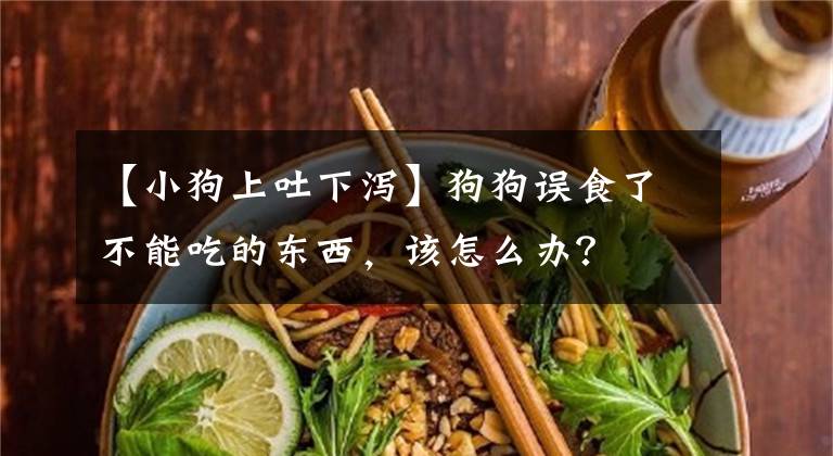 【小狗上吐下瀉】狗狗誤食了不能吃的東西，該怎么辦？