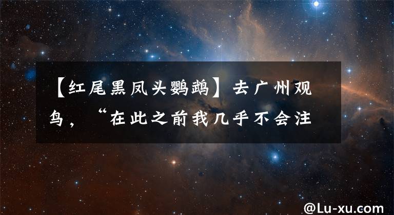 【紅尾黑鳳頭鸚鵡】去廣州觀鳥，“在此之前我?guī)缀醪粫⒁馑鼈?，隨著對他們的認識，我一天比一天快樂”