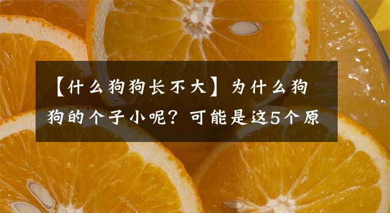 【什么狗狗長不大】為什么狗狗的個子小呢？可能是這5個原因造成的，寵主要重視