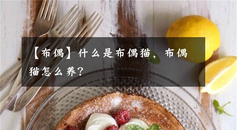 【布偶】什么是布偶貓，布偶貓怎么養(yǎng)？