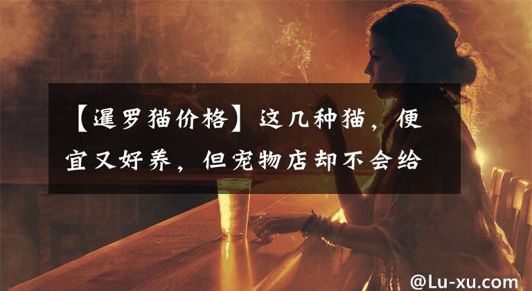 【暹羅貓價格】這幾種貓，便宜又好養(yǎng)，但寵物店卻不會給你推薦