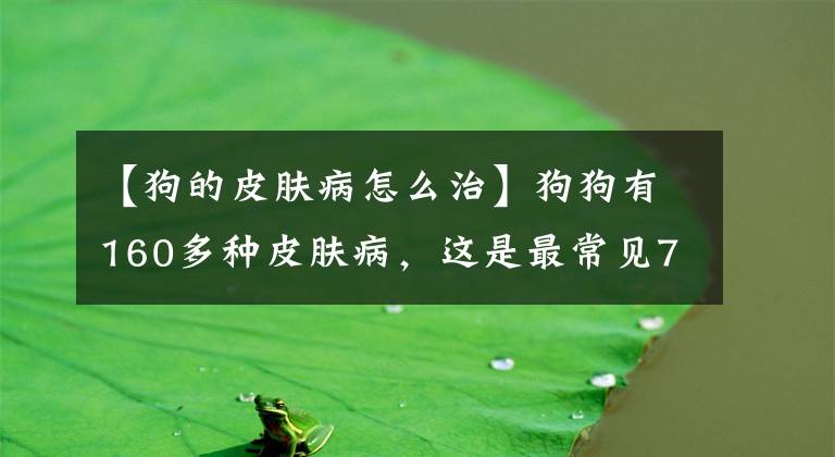 【狗的皮膚病怎么治】狗狗有160多種皮膚病，這是最常見(jiàn)7種，弄得主人心煩！