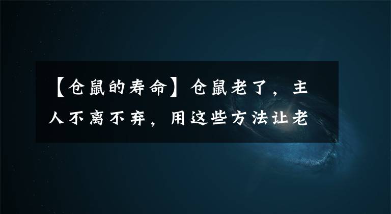 【倉鼠的壽命】倉鼠老了，主人不離不棄，用這些方法讓老年倉鼠安享晚年