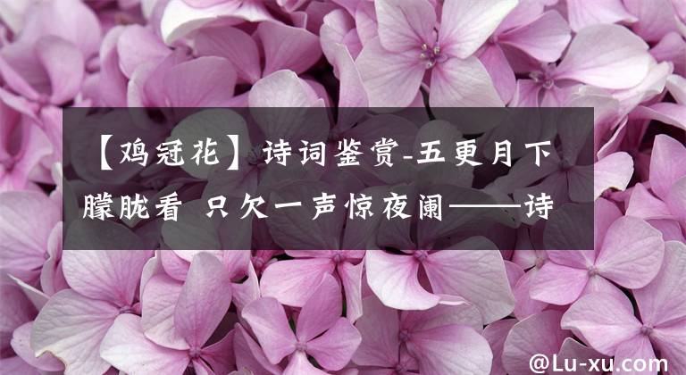 【雞冠花】詩(shī)詞鑒賞-五更月下朦朧看 只欠一聲驚夜闌——詩(shī)詞里的雞冠花